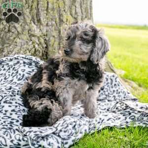 Louie, Mini Goldendoodle Puppy